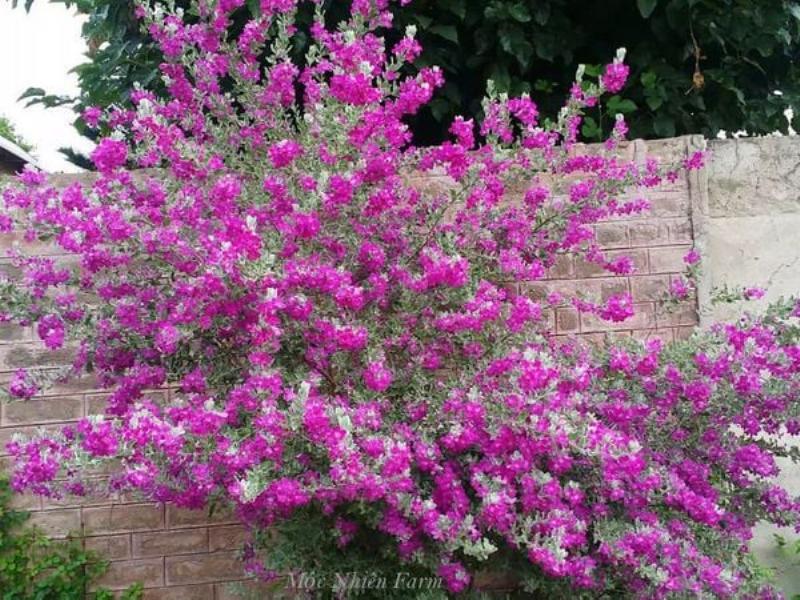 doi ban tay kheo leo dang cat tia tao dang cho cay tuyet son phi ho dang bonsai
